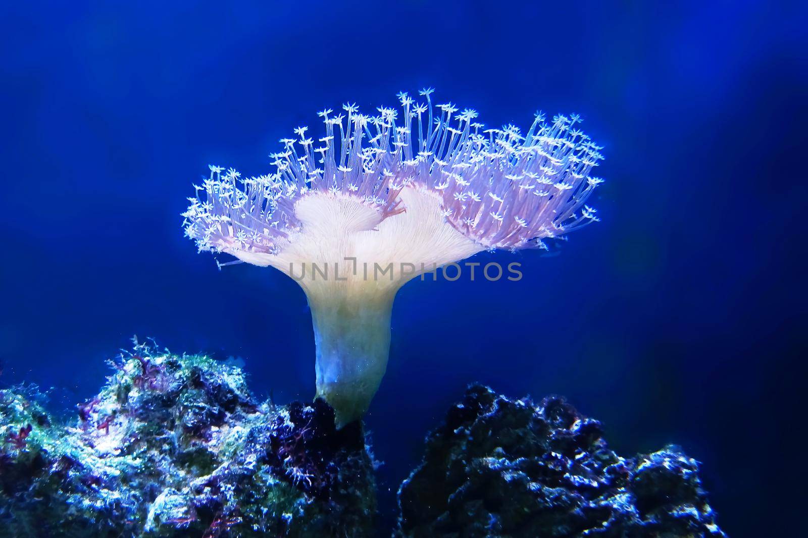 Beautiful coral on a blue background. Coral polyp colony skeleton material.