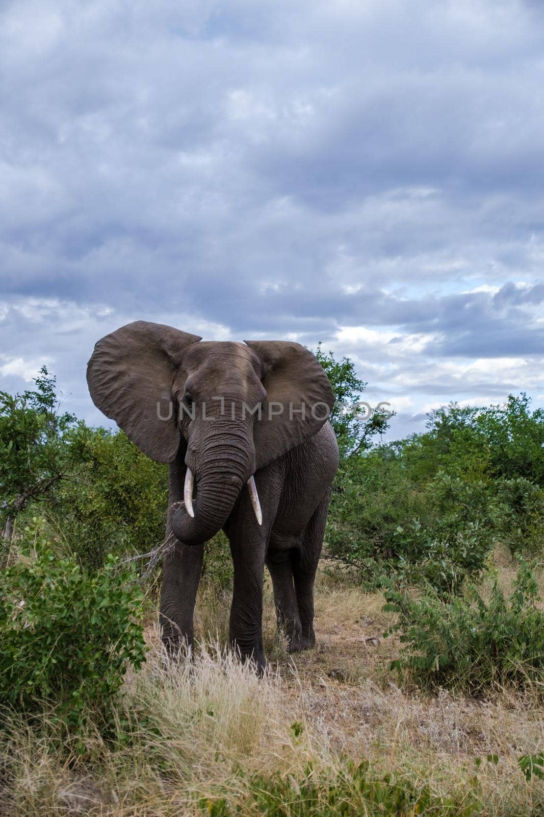 African Elephant in The Klaserie Private Nature Reserve part of the Kruger national park in South Africa, African Elephants in the wild bus by fokkebok