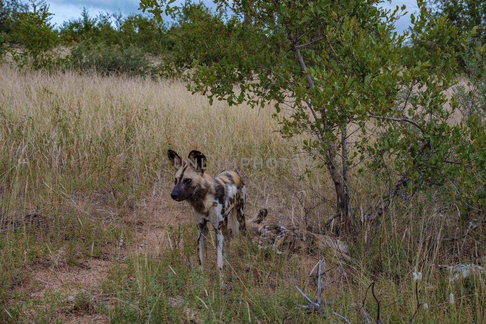Wild dog at the Klaserie Private Nature Reserve part of the Kruger national park in South Africa. wild dog safari animals