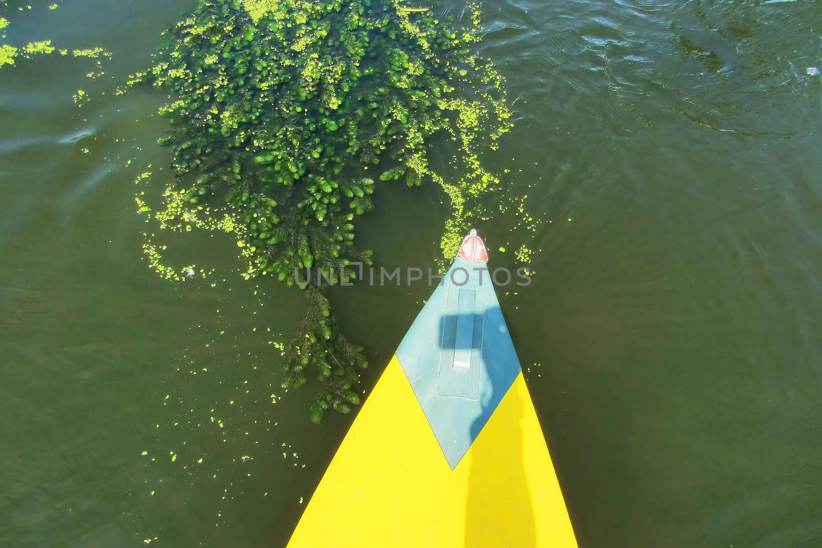 A paddle for rowing yellow in the hands of a girl while kayaking on the river with beautiful seaweed