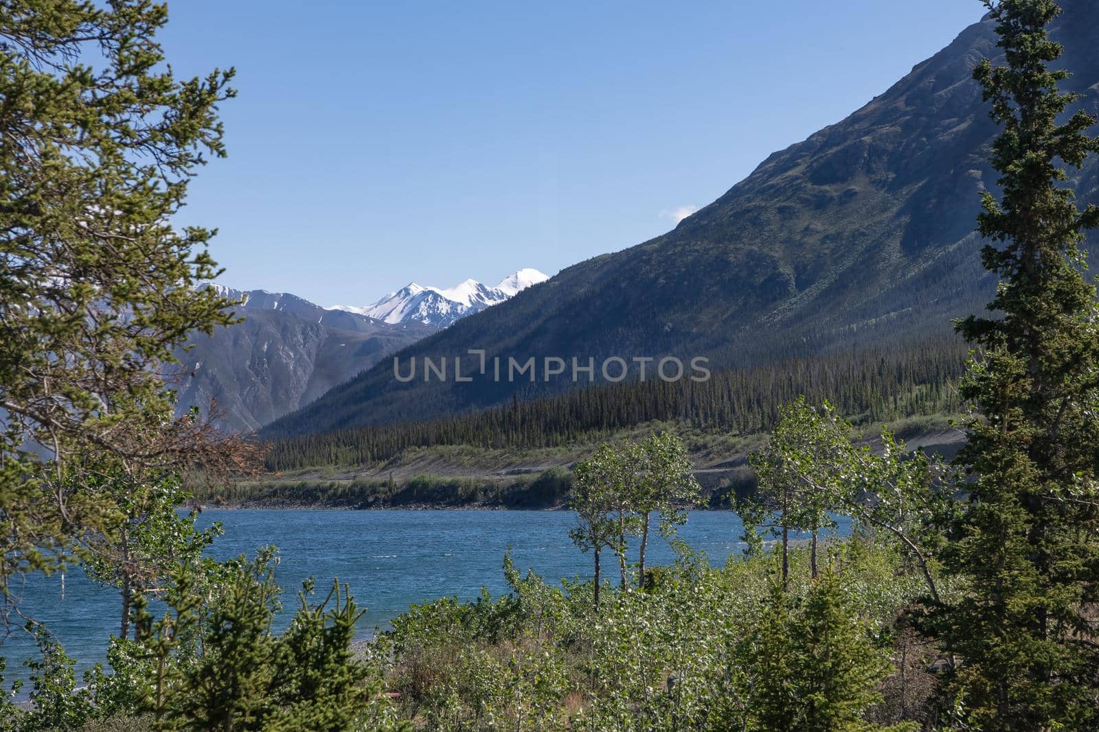 Kluane Lake and forest takes a peak of nearby snow-capped mountains.