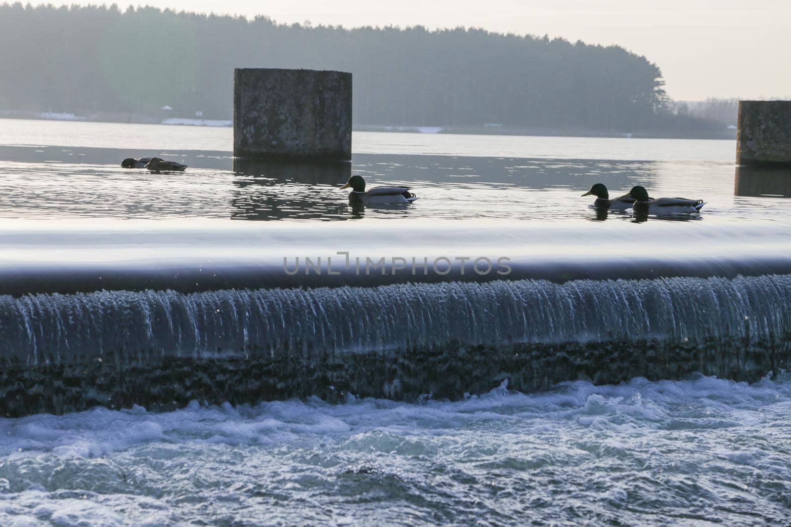 A pond with a dam and floating ducks in cloudy weather.