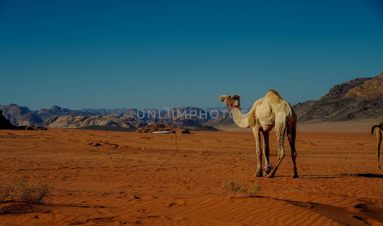 Camels in Jordan Wadi Rum desert on red sand with baby and high mountains in the background