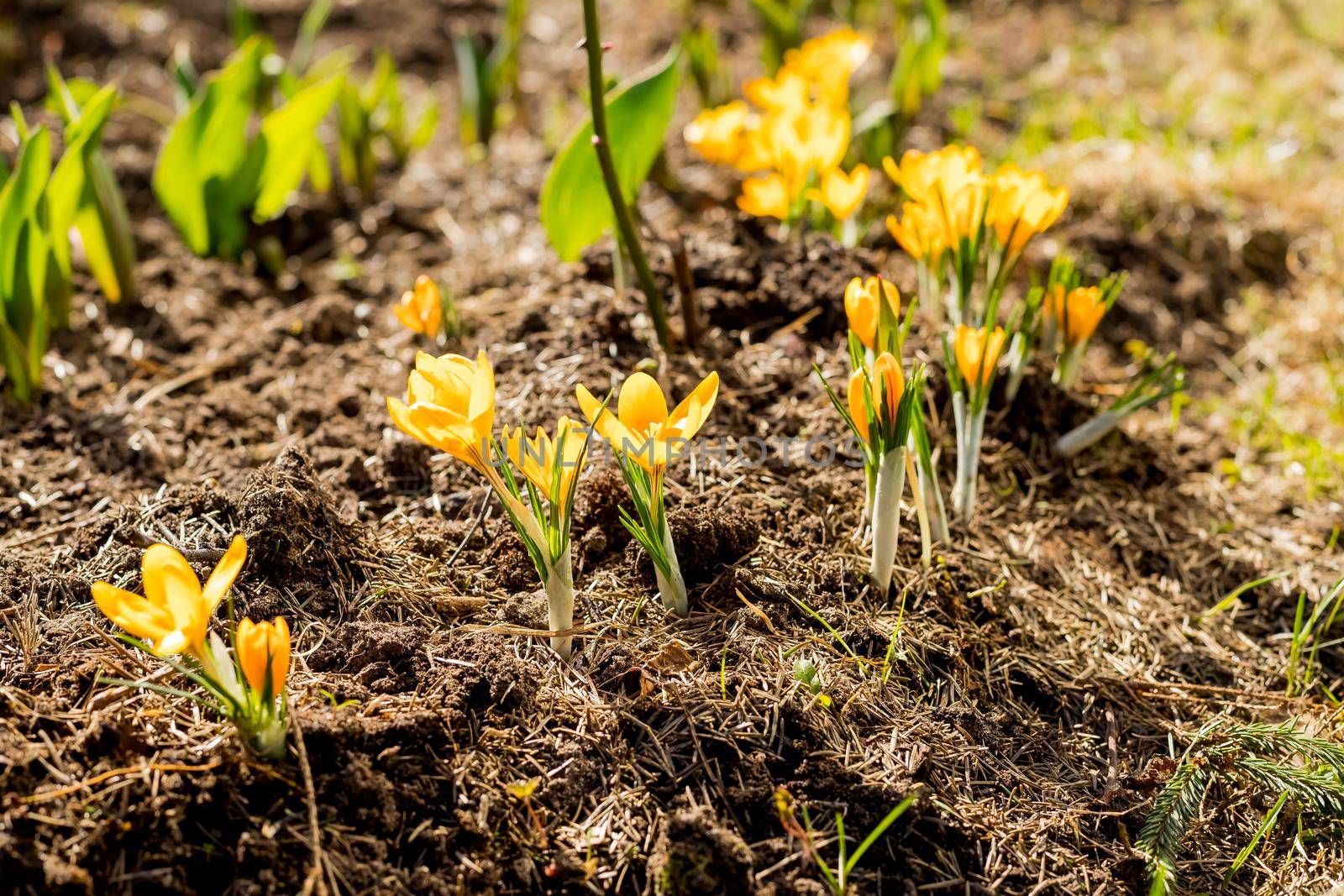 Spring primroses. Blooming crocuses in a green meadow. Crocuses as a symbol of spring.