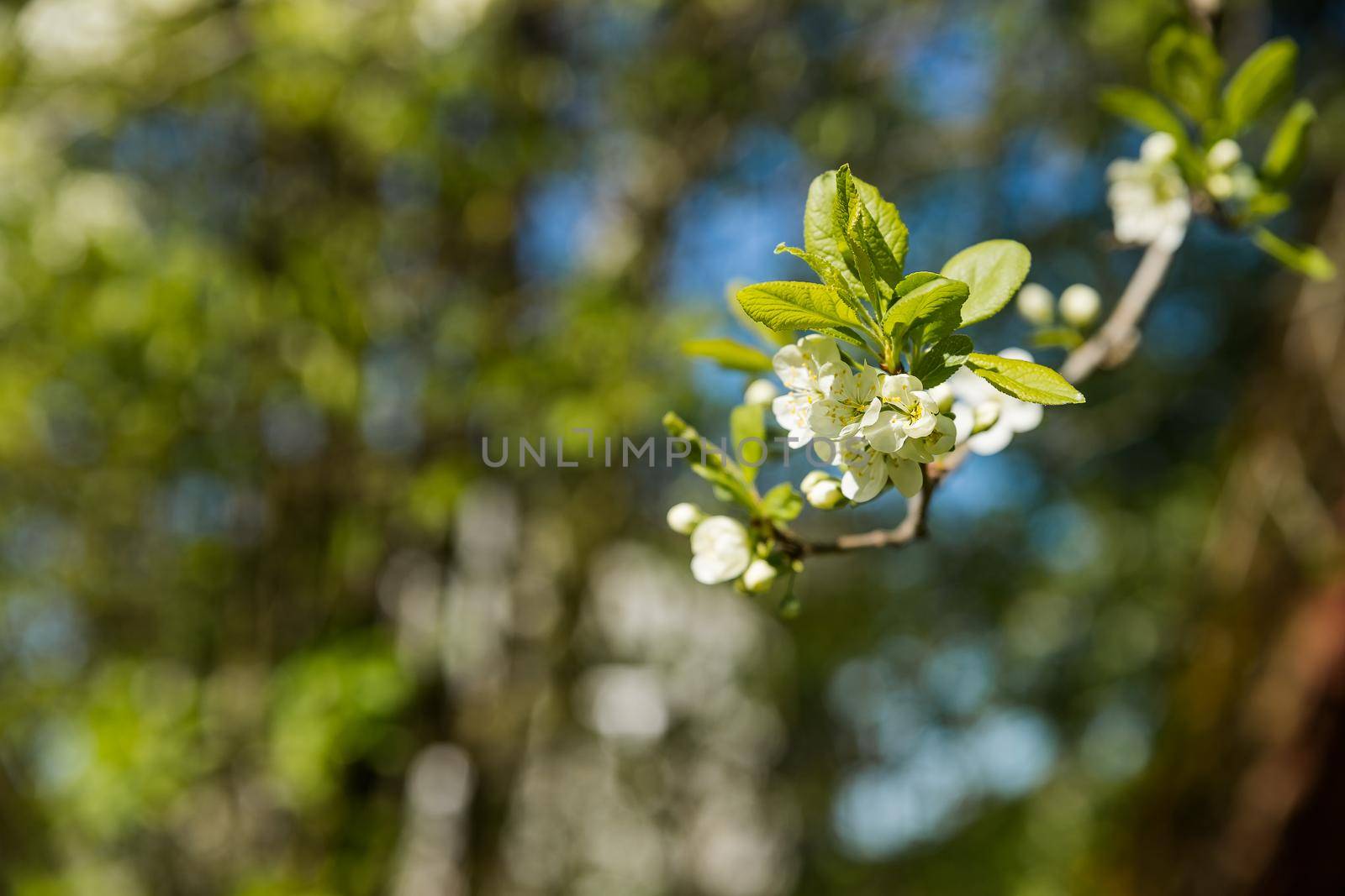 Charming ornamental garden with blooming lush trees in idyllic sunny day. Scenic image of trees in charming garden.