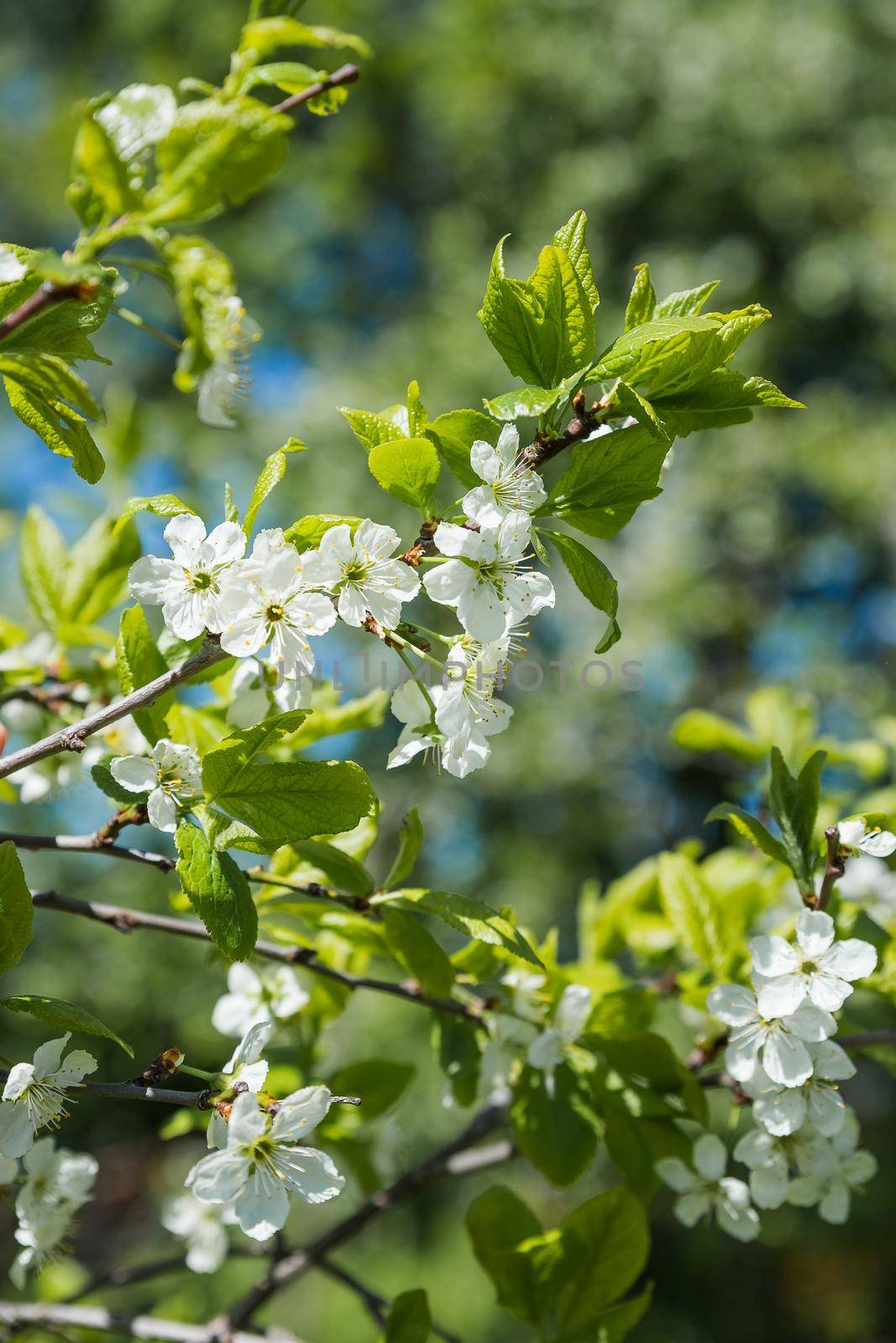 Charming ornamental garden with blooming lush trees in idyllic sunny day. Scenic image of trees in charming garden.