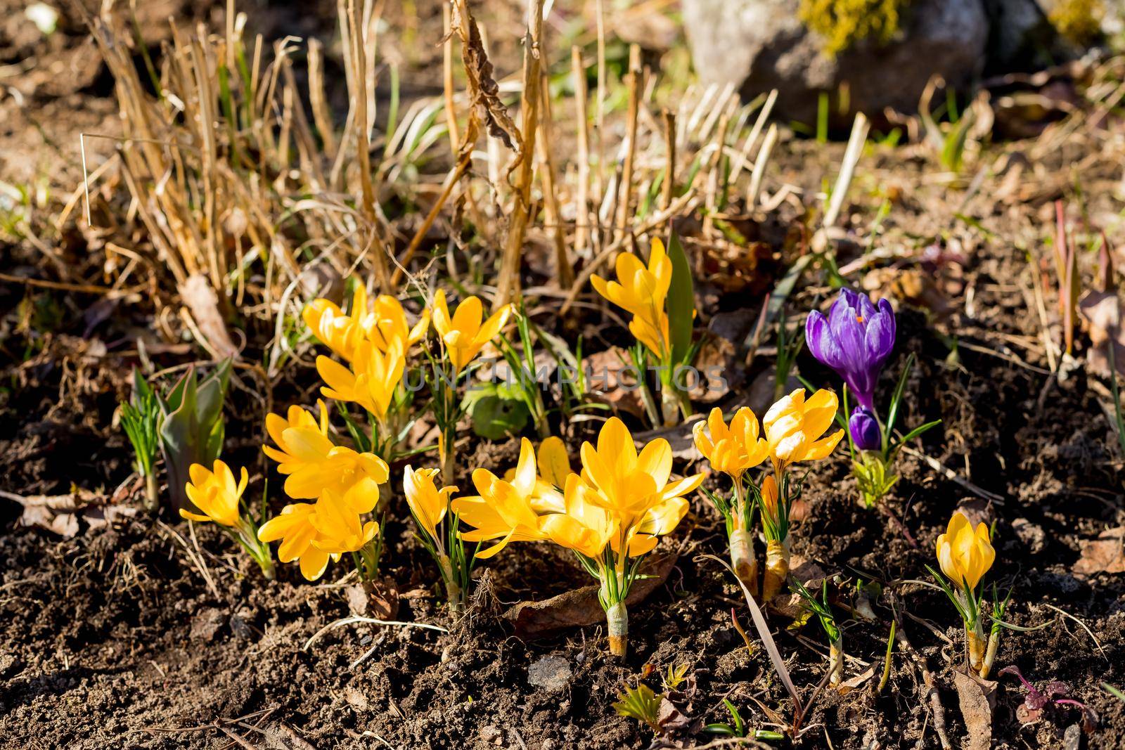 Spring primroses. Blooming crocuses in a green meadow. Crocuses as a symbol of spring.