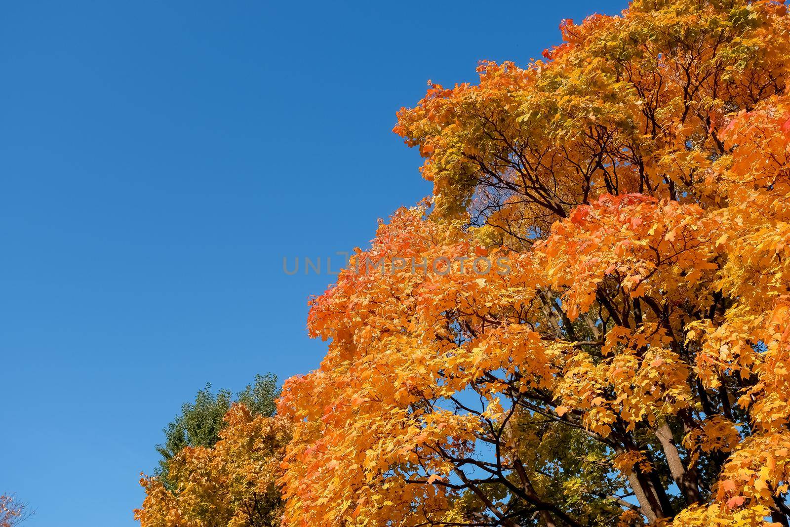 Big beautiful maple tree with red autumn leaves on a mountainside on a sunny autumn day