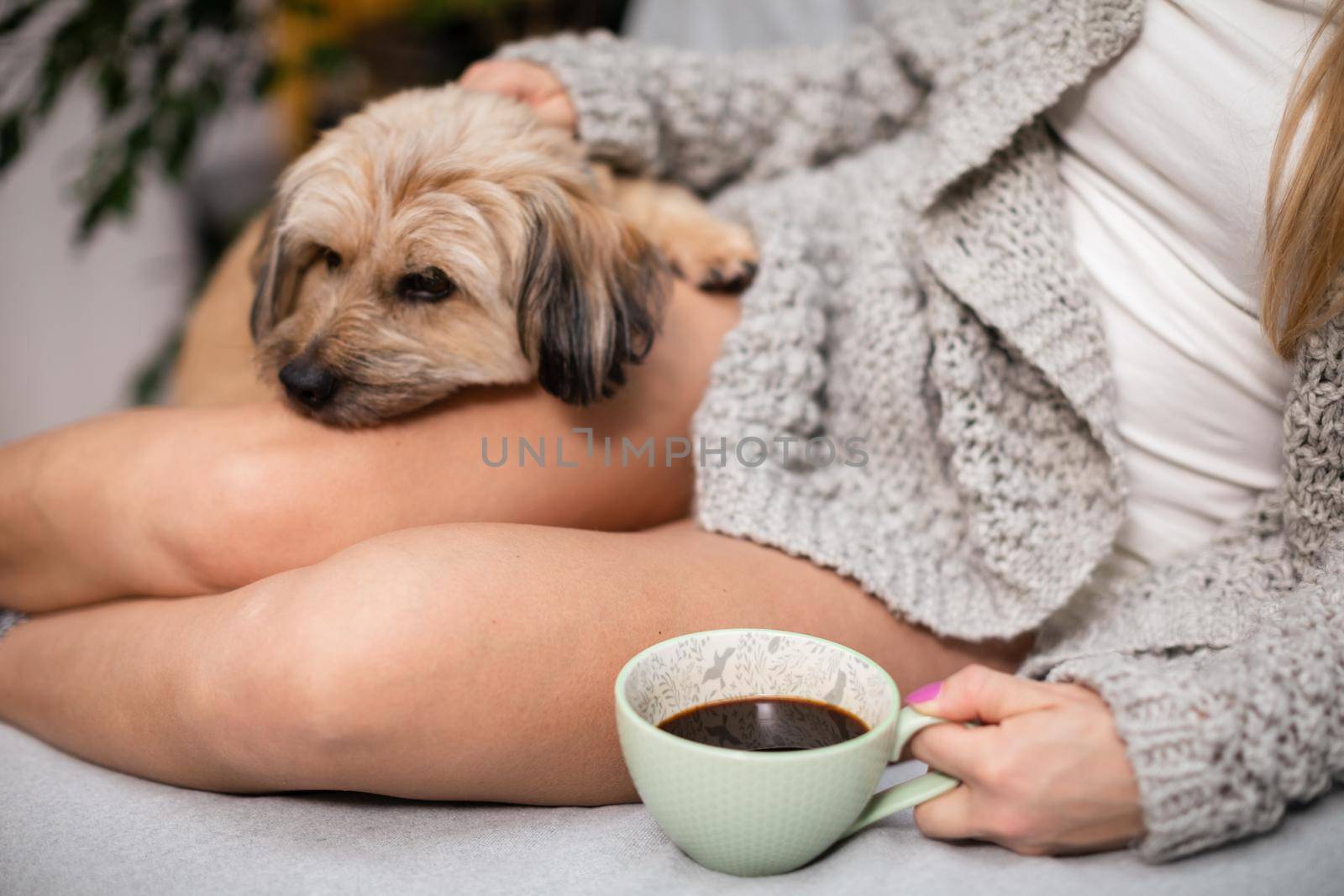 Neat female legs and a shaggy dog lies on them. In her hand the woman holds a cup of coffee. Free time spent with her pet.