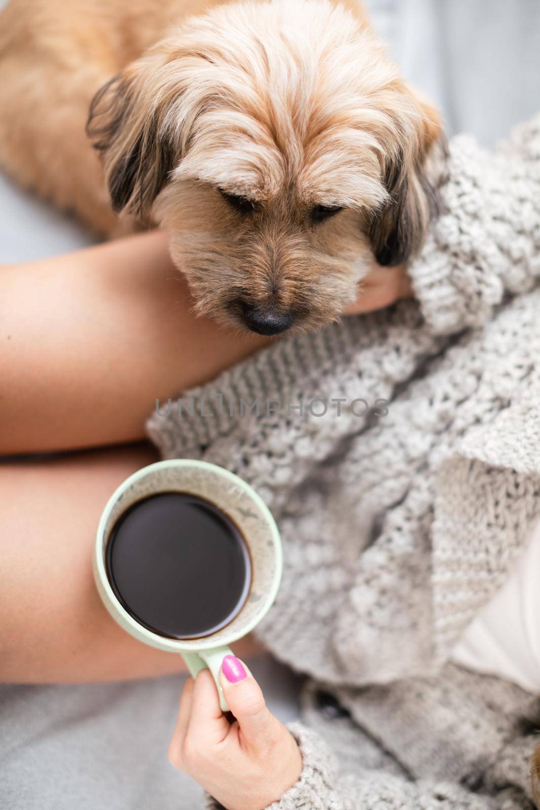 A multiracial dog reclined on a woman's shapely legs and stares at a porcelain coffee cup. Free time spent with her pet.