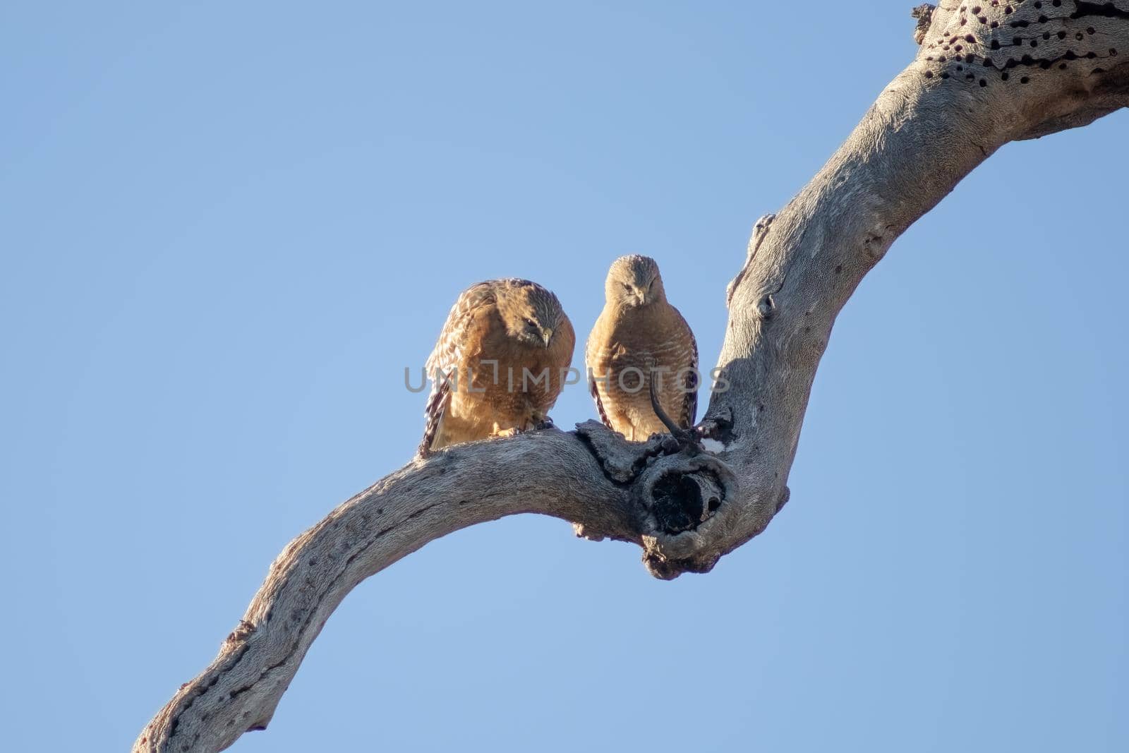 Mated hawks in early spring by lisaldw