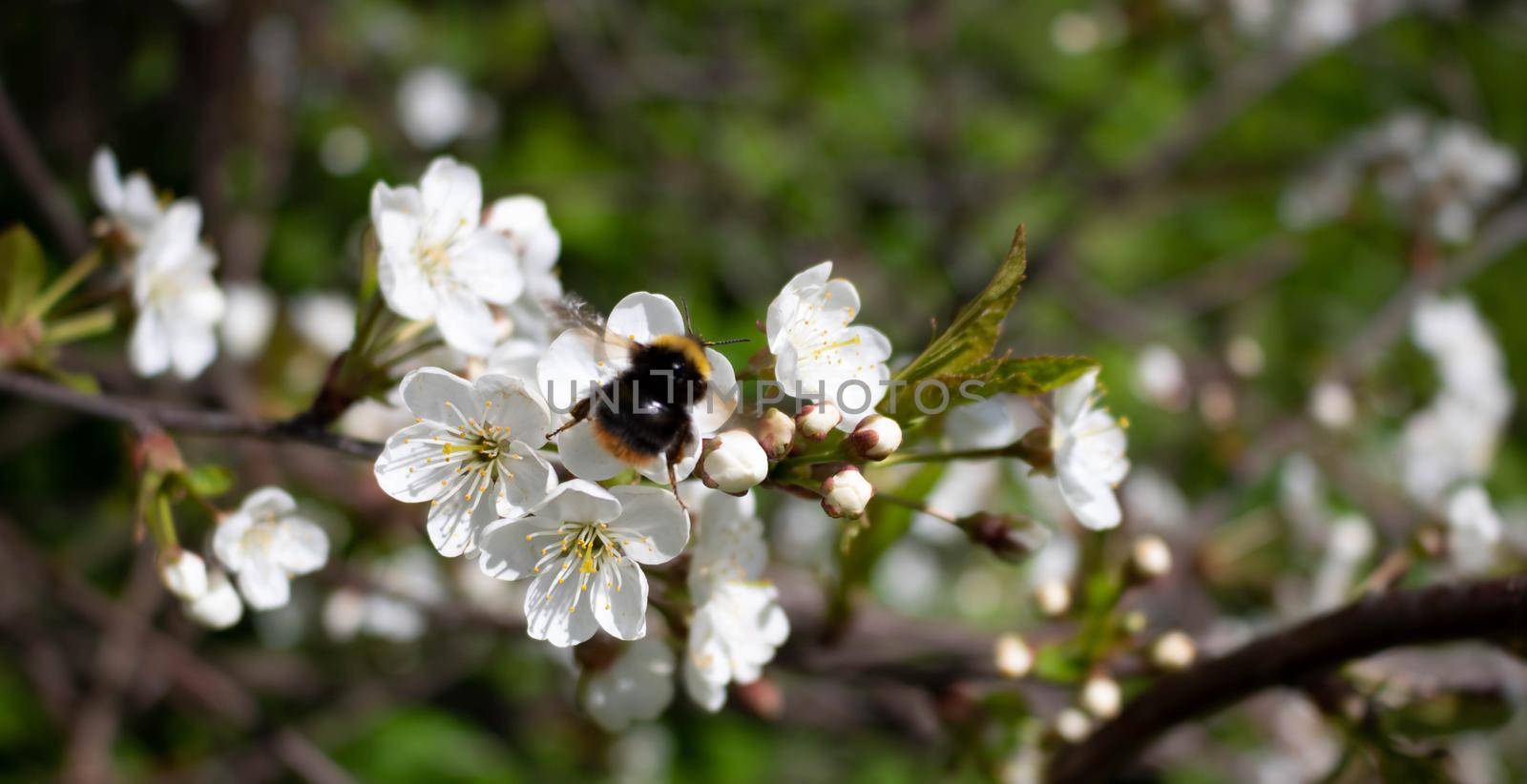 A bee on an Apple blossom . In spring, the bee pollinates the flowers. Small details close-up.