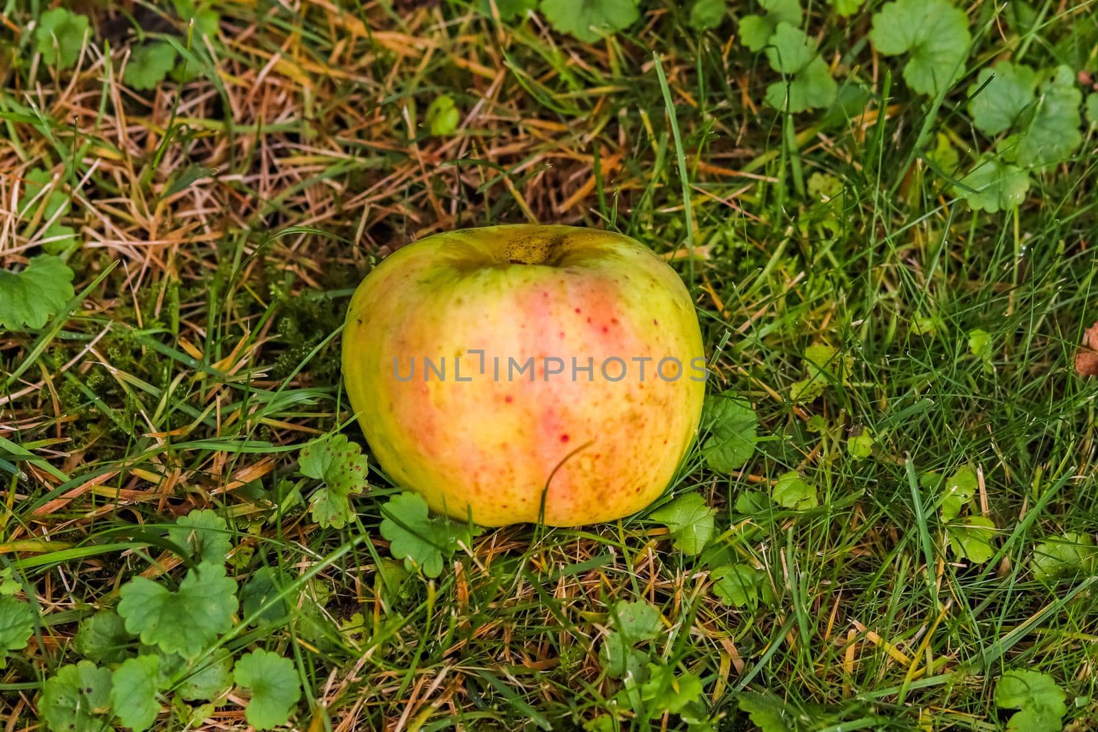 Apples on a green grass surface on a meadow on a sunny summer day by MP_foto71