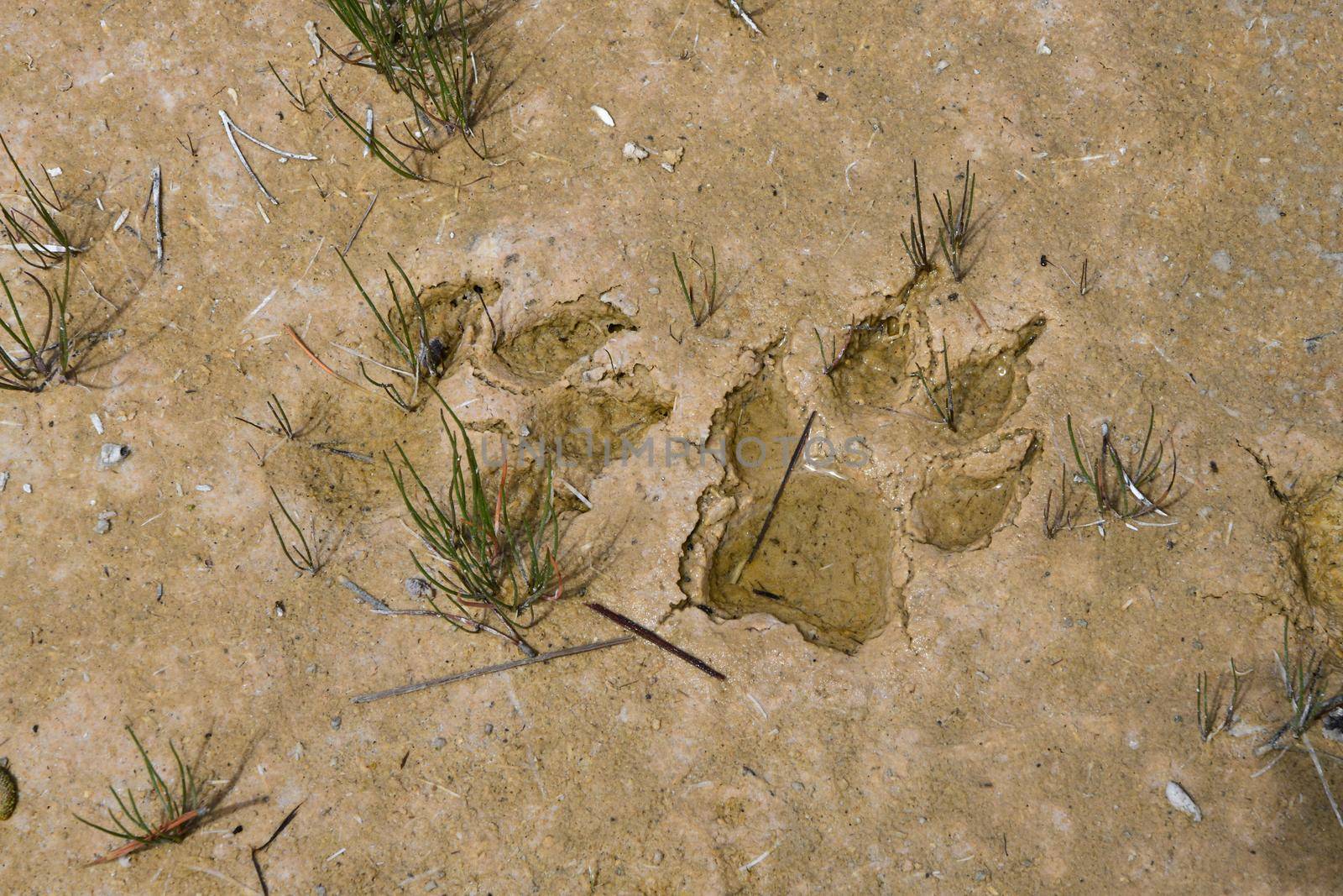 Muddy wolf paw prints in Yellwostone National Park by lisaldw