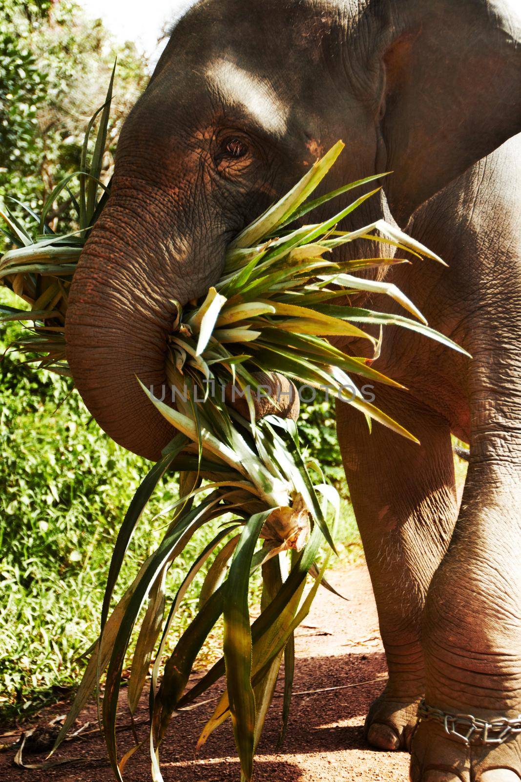 Side-view of an Asian elephant carrying leaves.