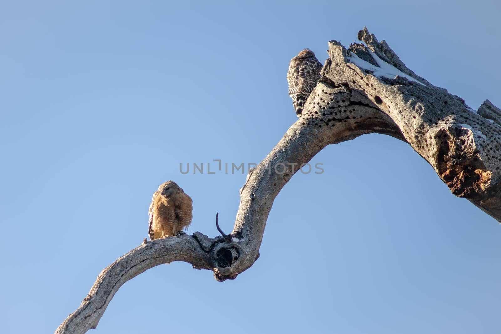 Breeding pair of hawks court in early spring