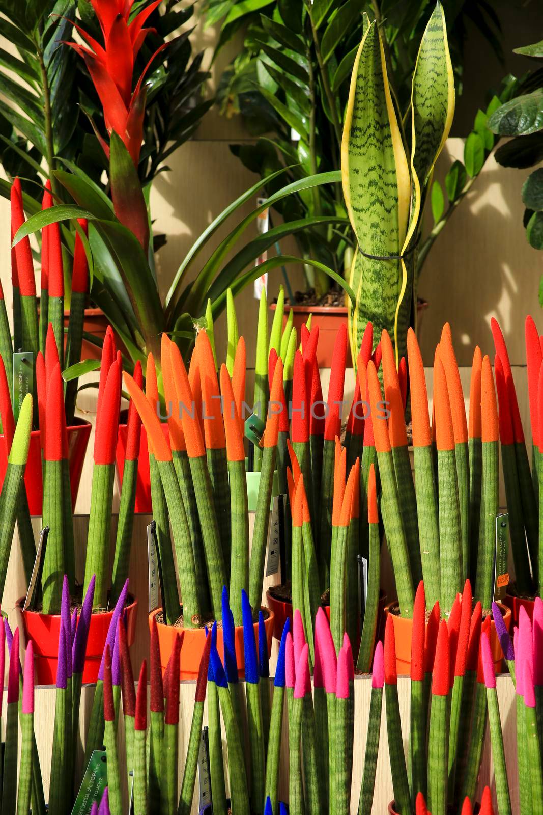 Alicante, Spain- March 28, 2022: Painted Sansevieria Cylindrica for sale at a market stall in Spain