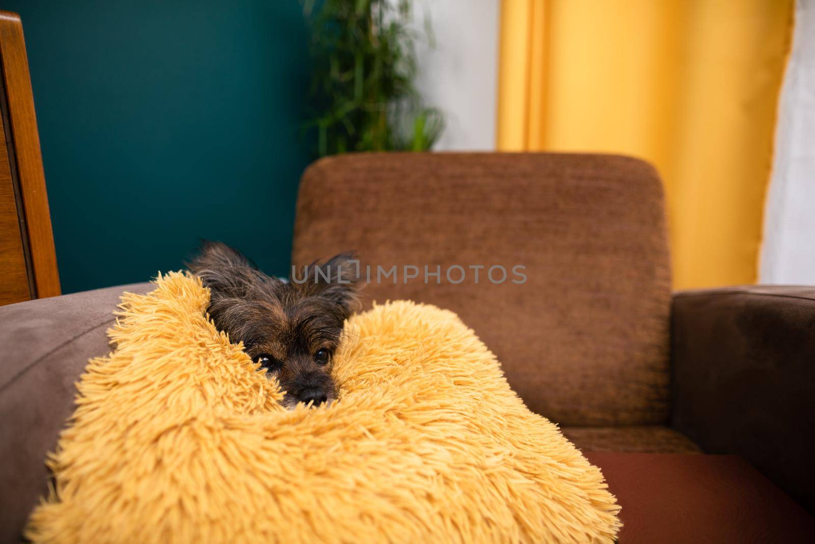 In the living room, a shaggy dog waits patiently on his pillow. A multi-breed dog with ears sticking up. Pet.