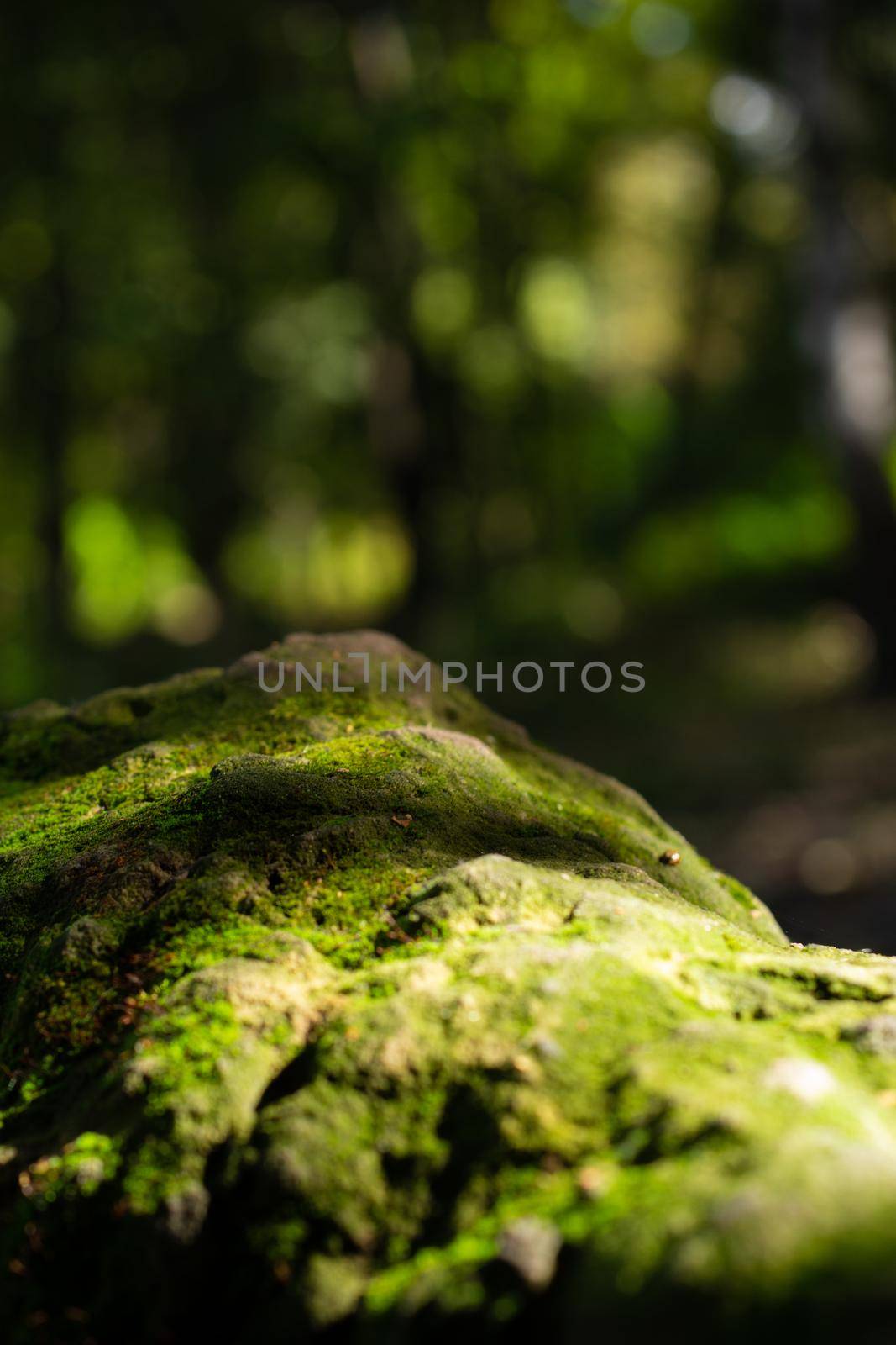 Stone covered with green moss in the forest, closeup view