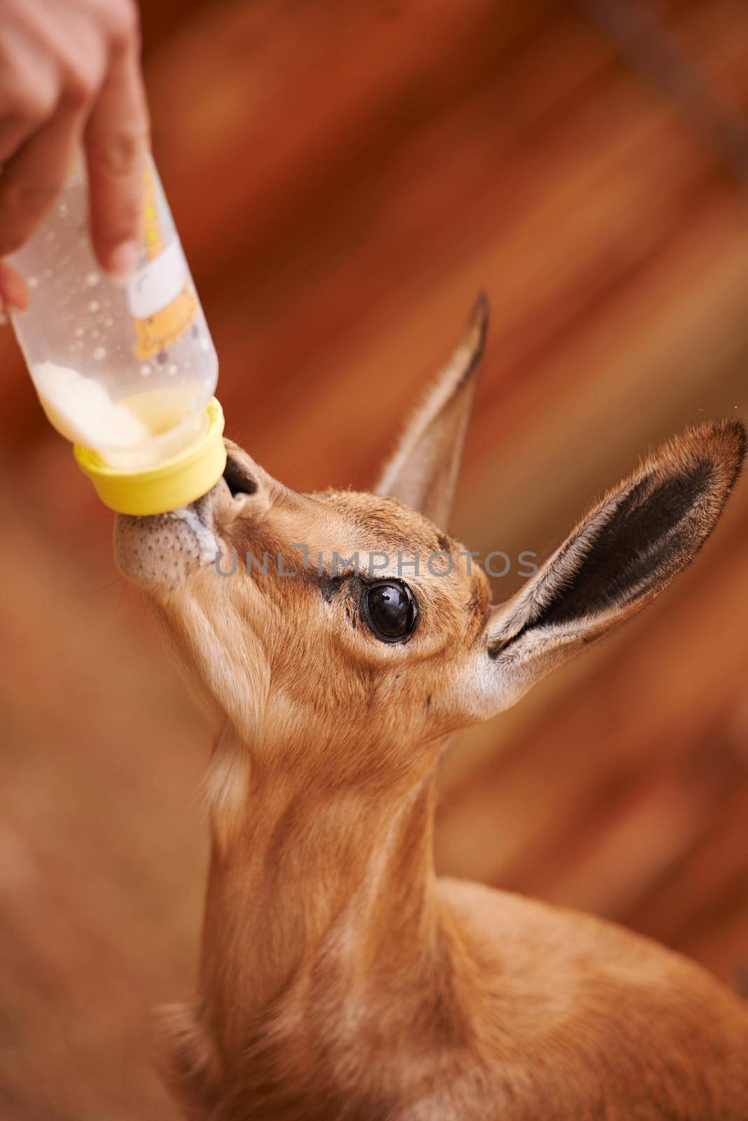 Cropped view of a baby springbok being bottle-fed.