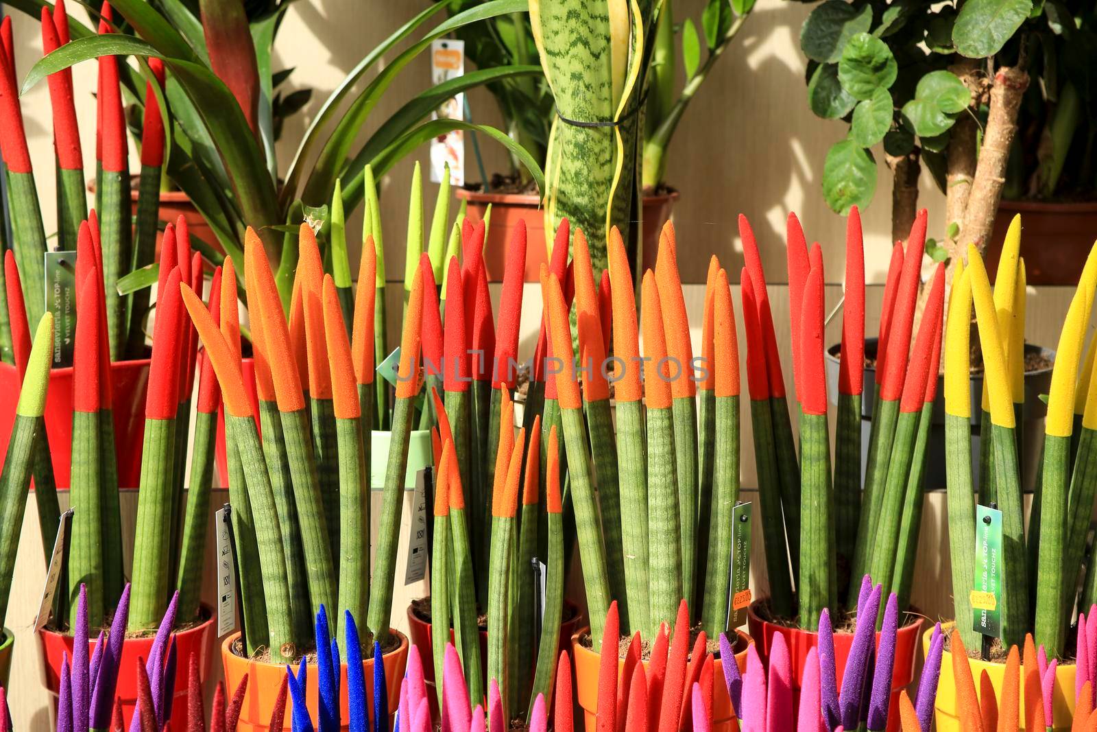 Alicante, Spain- March 28, 2022: Painted Sansevieria Cylindrica for sale at a market stall in Spain