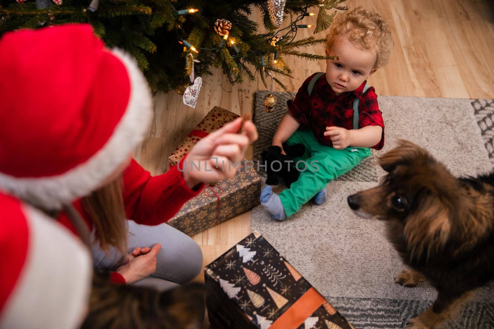 Mom and her two-year-old son are feeding a multi-racial dog in the living room right next to the Christmas tree. A boy with curly blond hair.