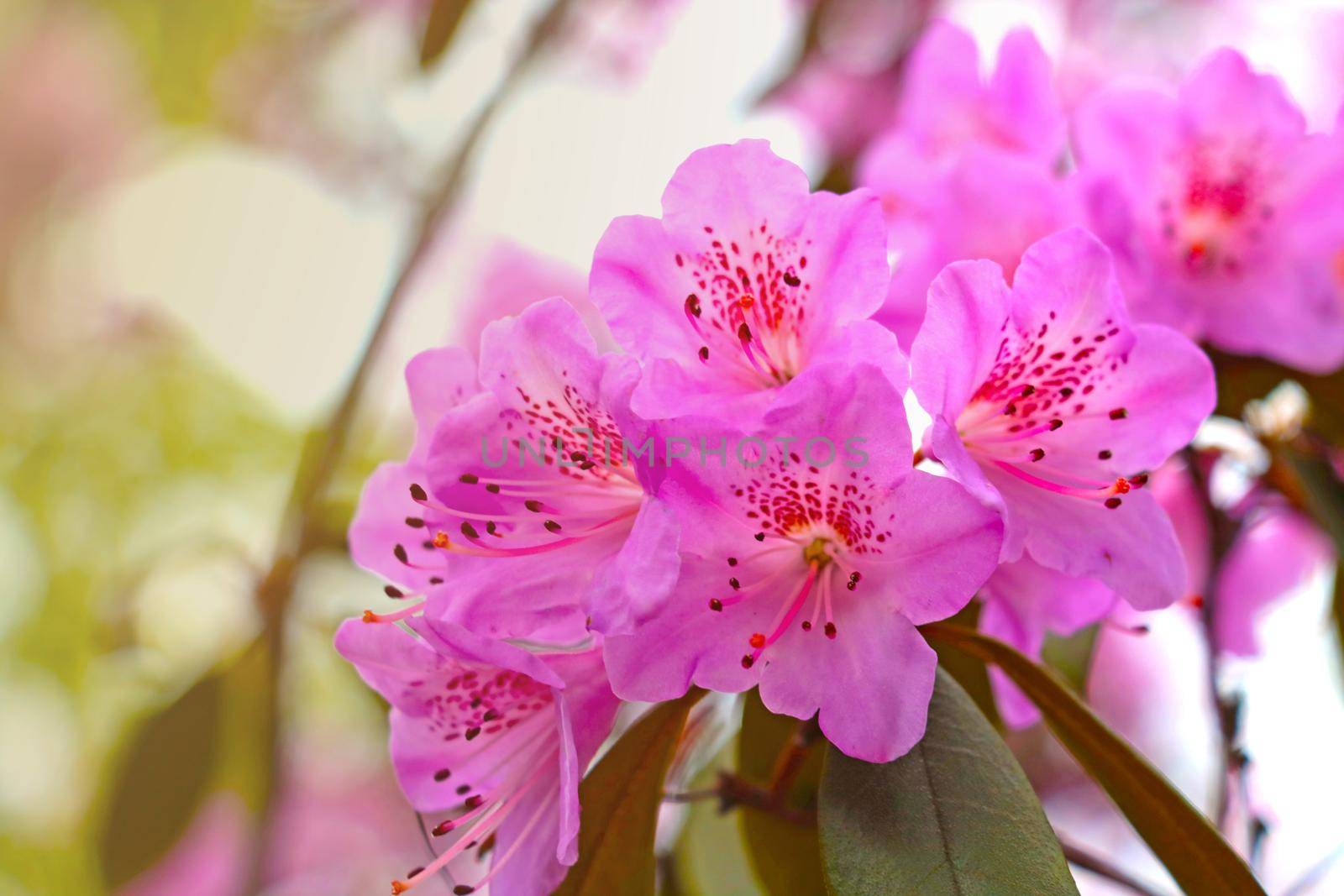 Close-up of a flowering rhododendron branch in the spring in the park. by kip02kas