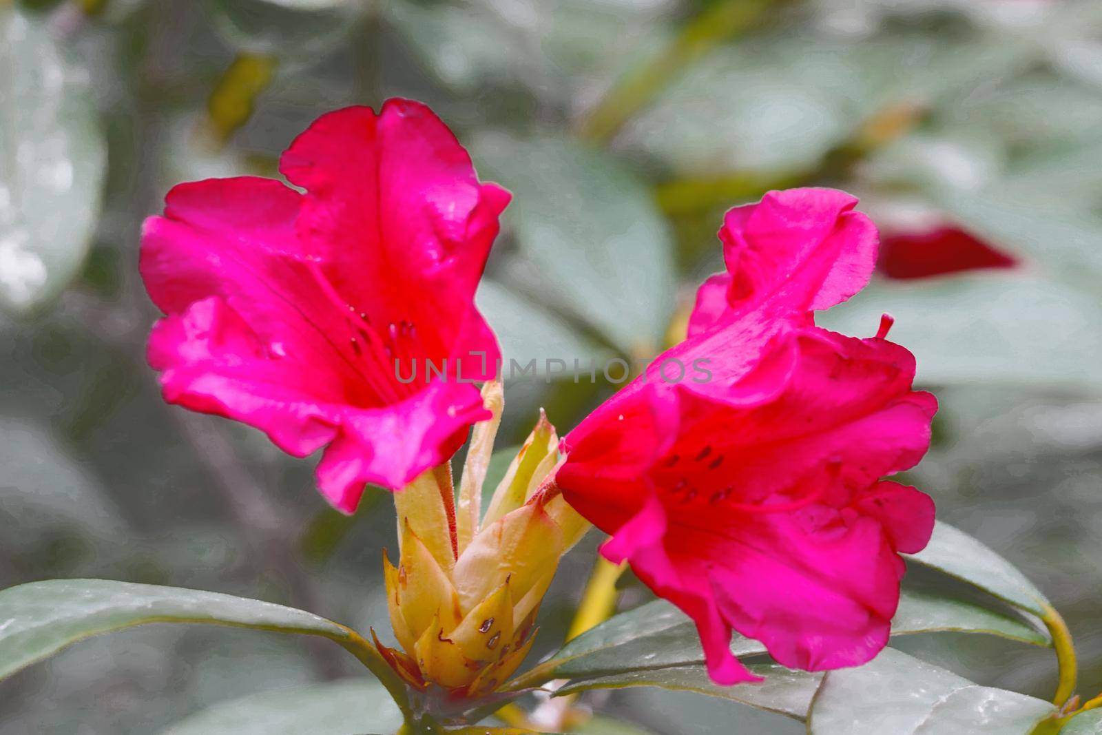 A red flowering branch of rhododendron in the park in the spring