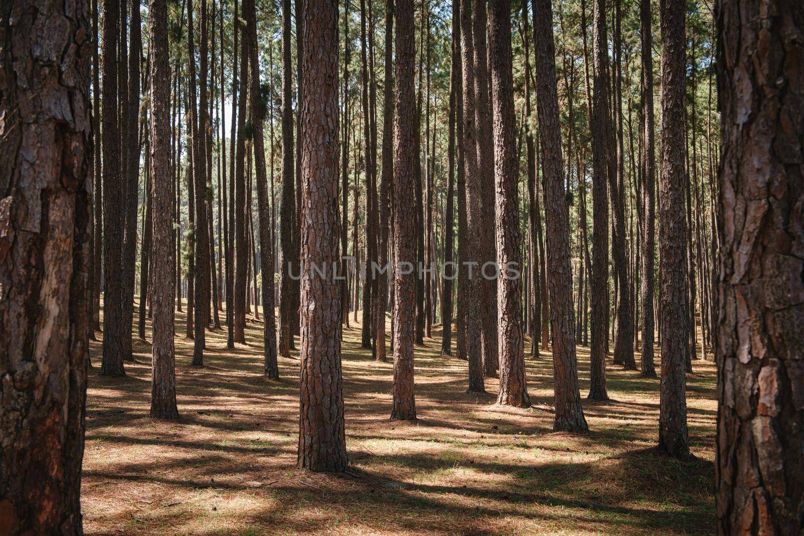 Nature Pine Tree Woodland of Tropical Forest, Landscape Scenery of Nature Plant. Pine Trees Trunk Pattern Background With Sunlight. Beautiful Scene of Pine Tree Park and Environment Green Area.