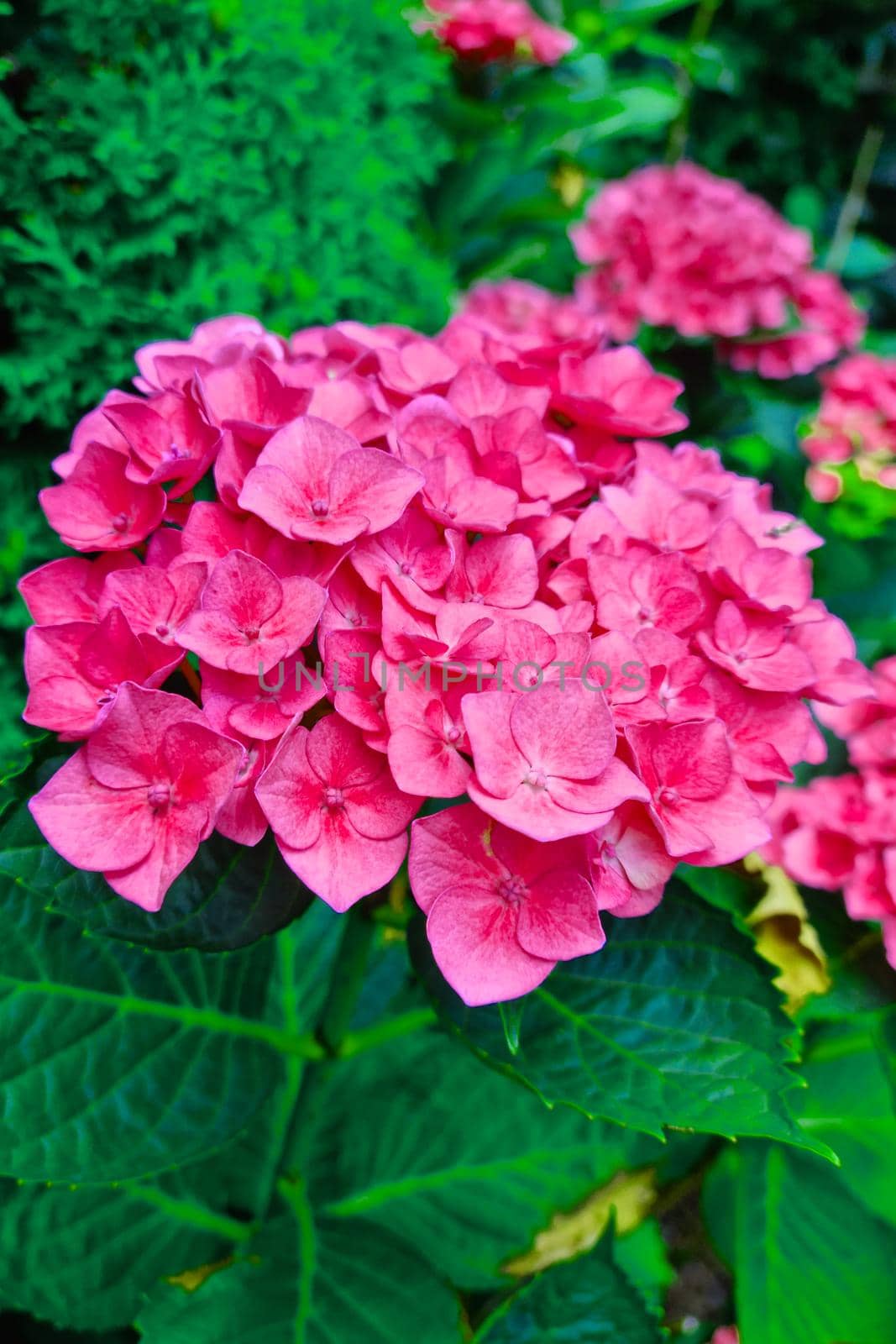 A red flowering branch of hydrangeas in the garden in the spring