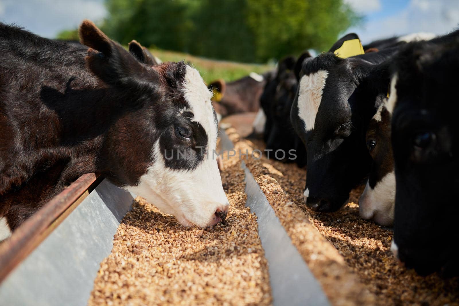 Wow this food actually tastes good this time. Shot of a herd of hungry dairy cows eating feed together outside on a farm. by YuriArcurs