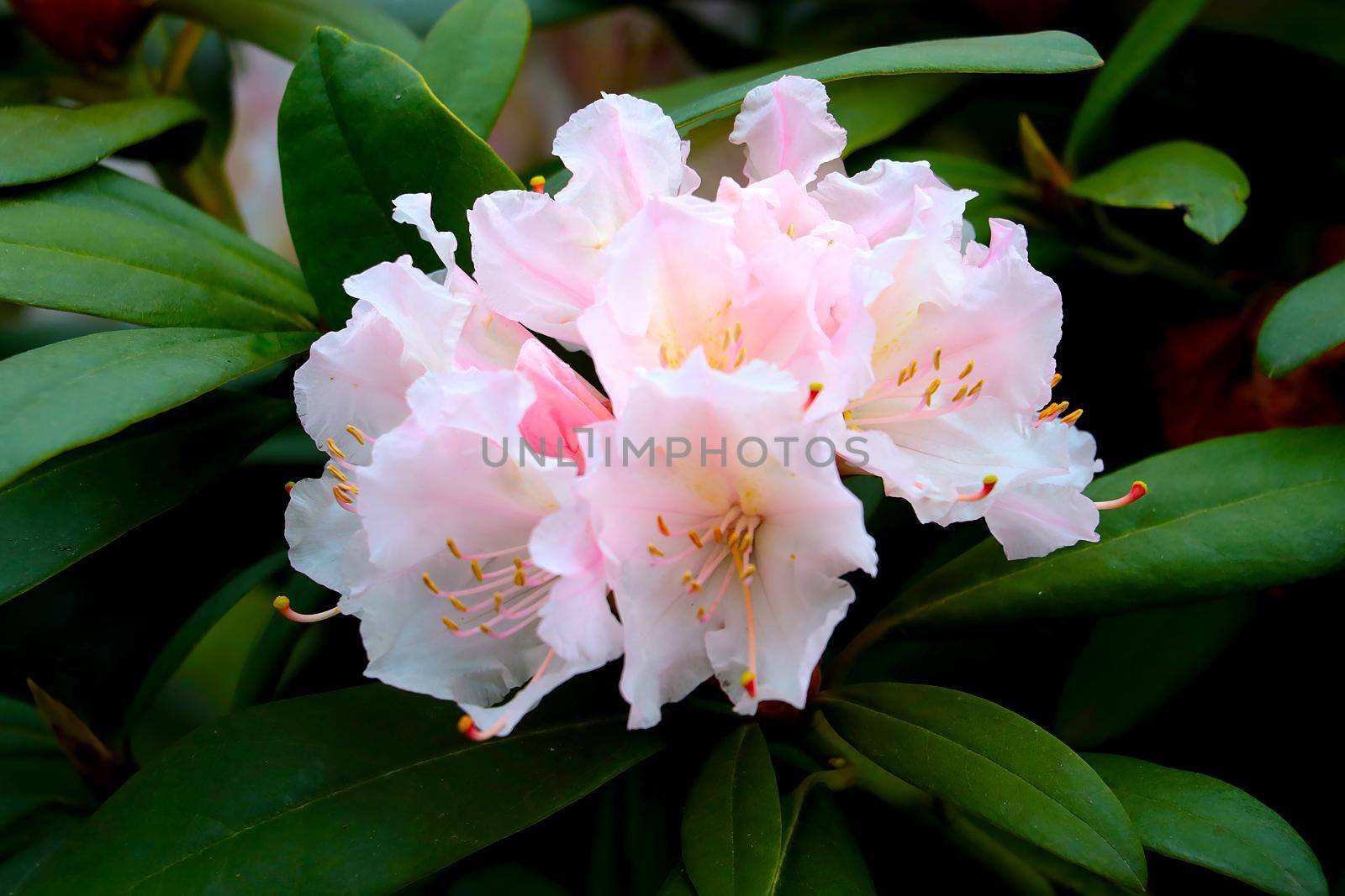 Beautiful flowering branch of rhododendron in the spring in the garden. by kip02kas