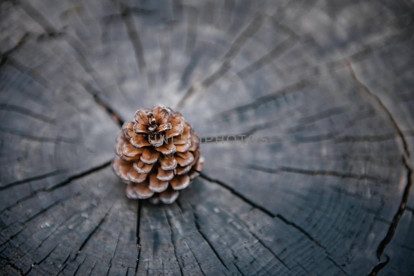 Pine Cone on Wooden Texture Background, Close-Up of Nature Dry Pine Cone Isolated on Tree Wood Annual Ring. Brown Pine Seed for Celebration Decorative. Abstract Background and Natural Texture by MahaHeang245789