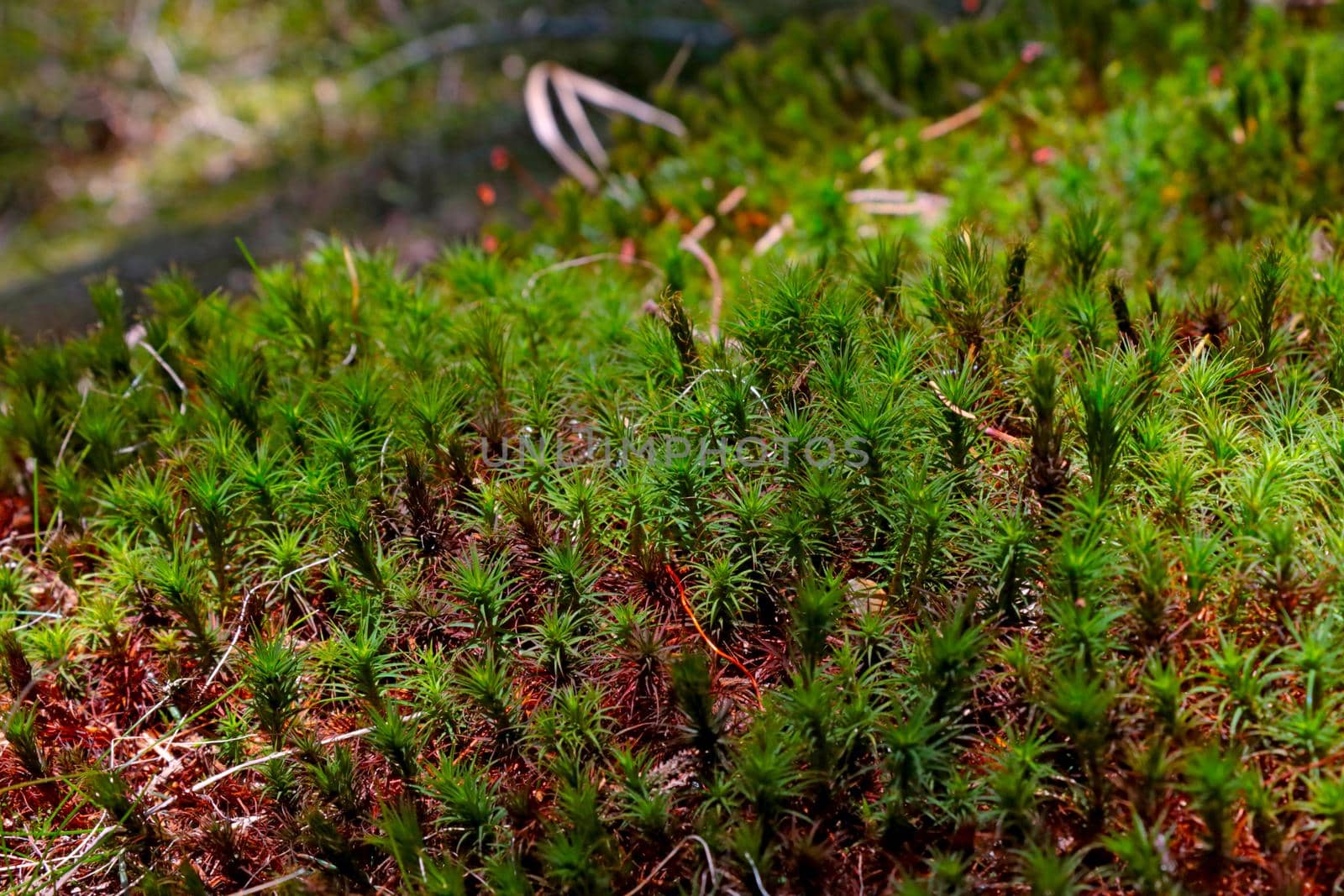 View of the beautiful green red moss in the forest in autumn