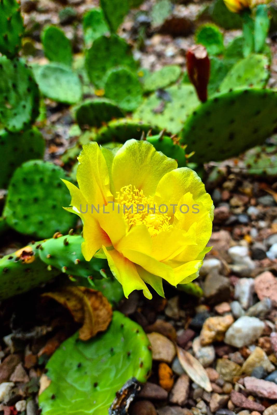 Close-up on a blooming yellow flower on a green cactus