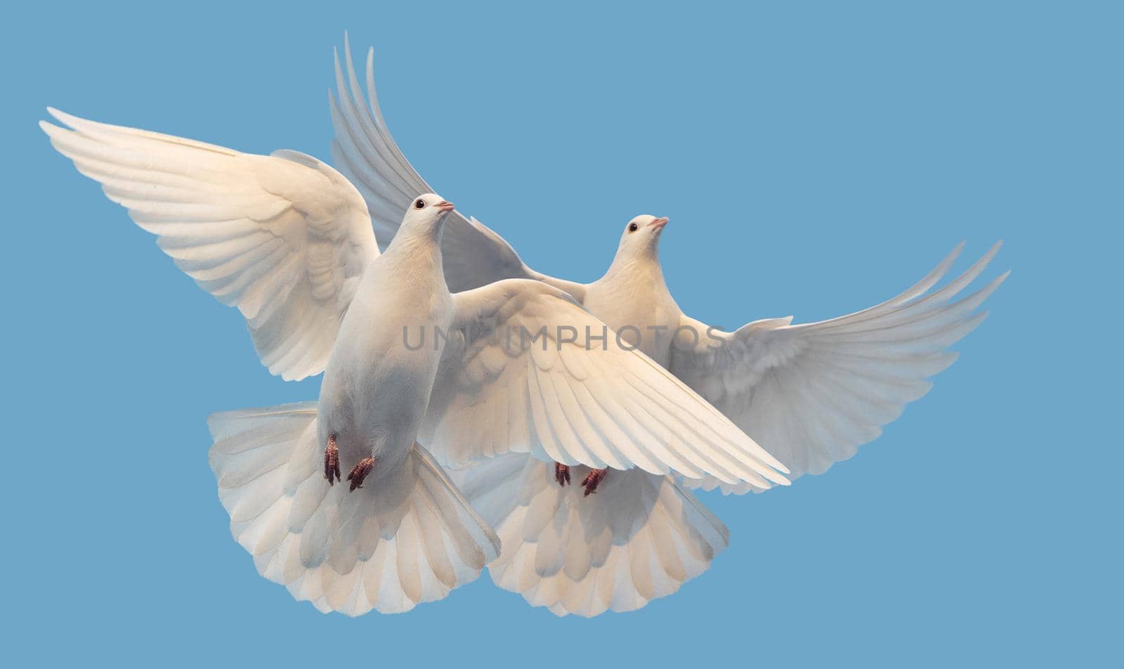 white doves of peace and freedom fly in the sky , new times, prosperity, good news