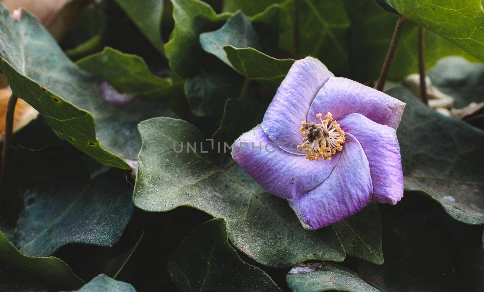 Purple geometric flower against green leaves in a pentagon shape showing geometry in nature