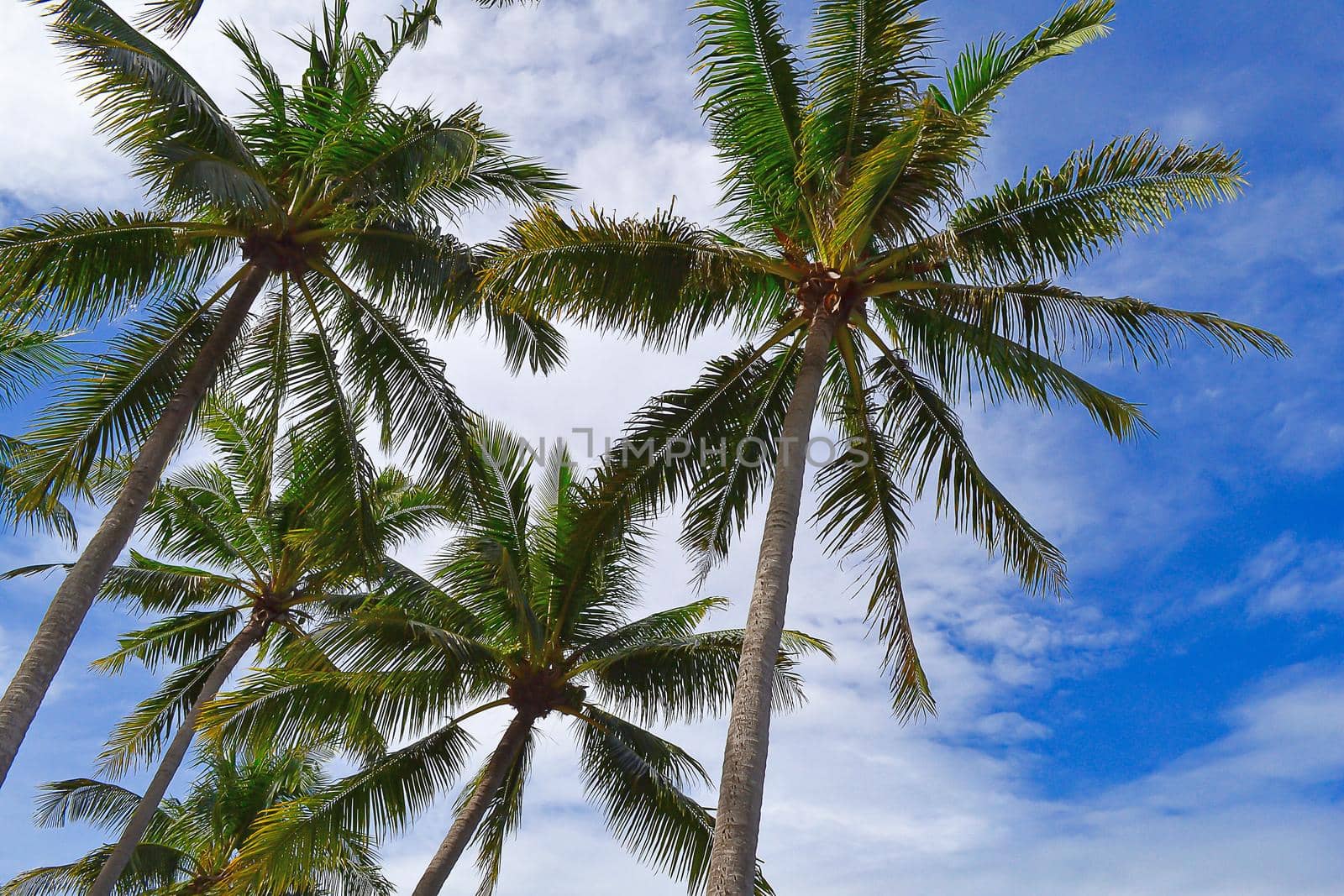 Palm trees against blue sky at Tanjung Aru Beach, Kota Kinabalu, Sabah, Malaysia.