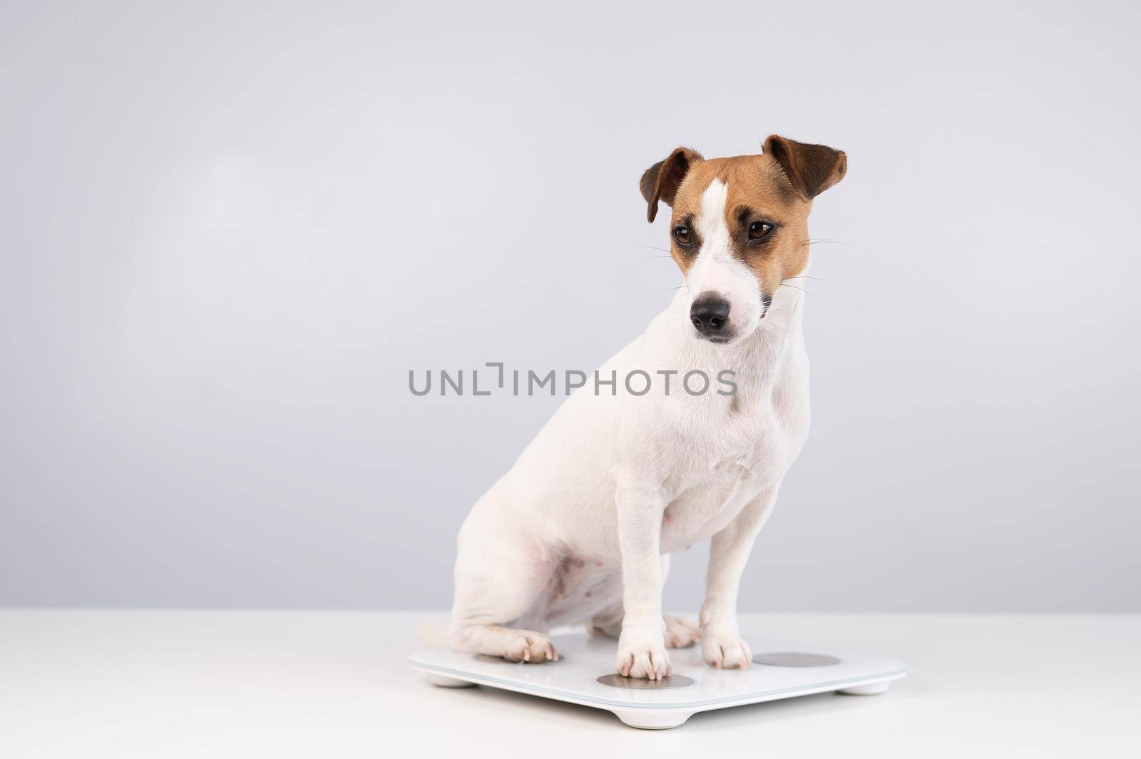 Dog jack russell terrier stands on the scales on a white background