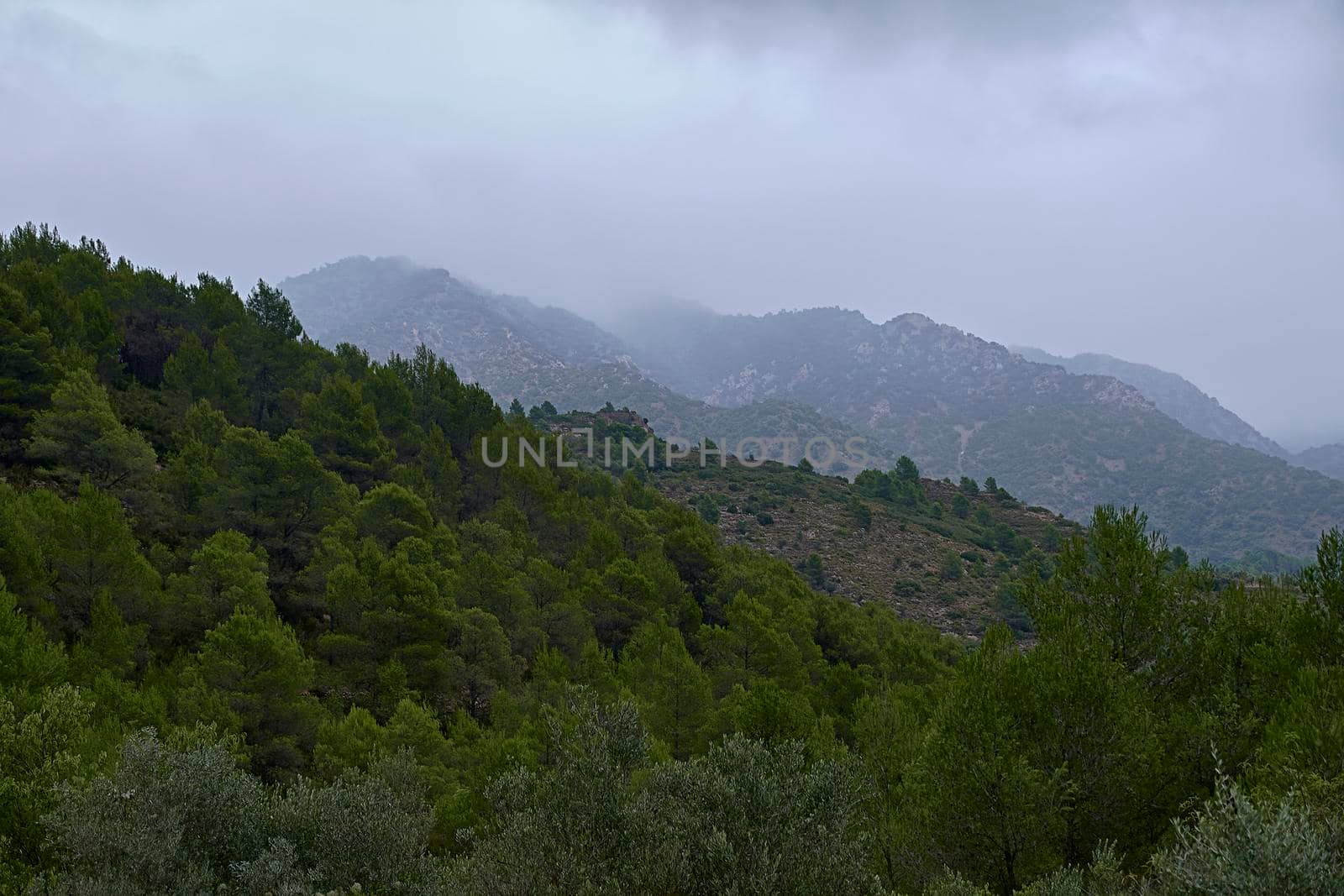 Mountain landscape surrounded by clouds and crop fields. Line composition, olive trees, low clouds, pines, greens, shades of green.