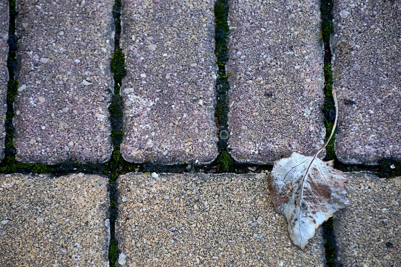 Dried tree leaf on stone tile. Front view, grey tone, empty space, low saturation, texture with blurred background