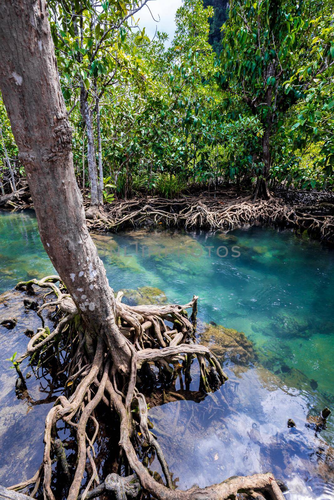 Tropical tree roots or Tha pom mangrove in swamp forest and flow water, Klong Song Nam, Thailand. by Gamjai