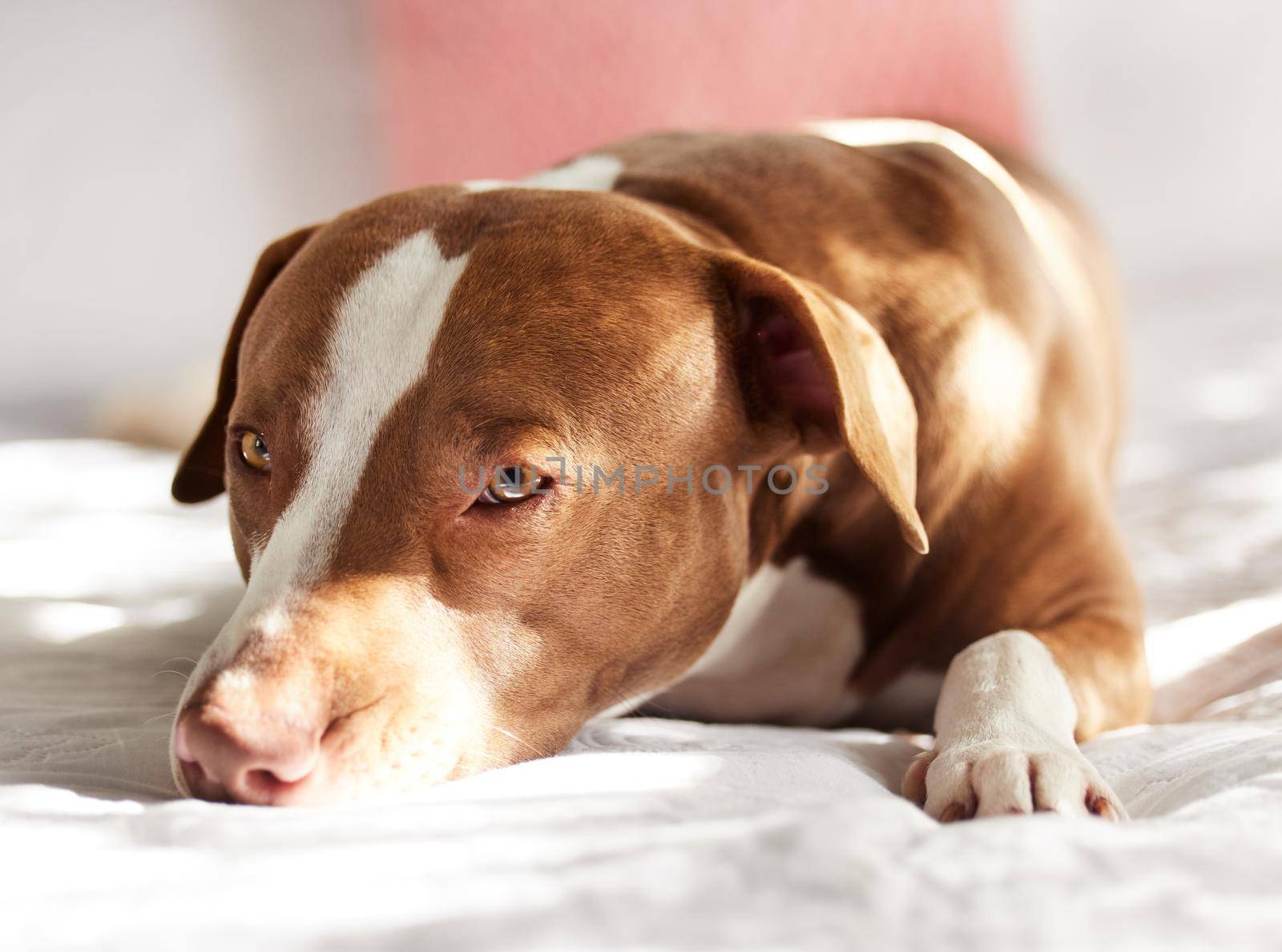 Just a quick nap. Portrait of an adorably sweet dog relaxing on a bed at home. by YuriArcurs