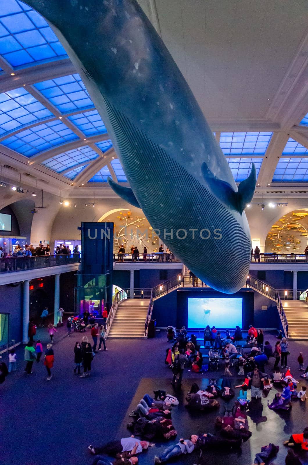 Blue Whale at Museum of Natural History, New York City with People lying down underneath by bildgigant