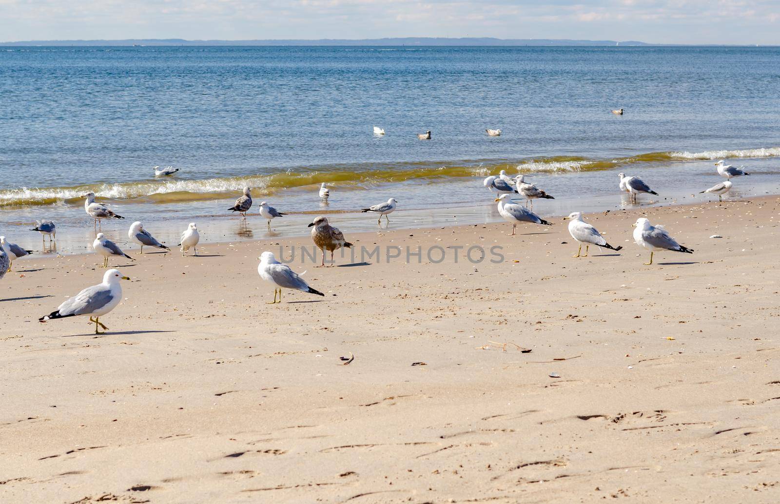 Seagulls at the Beach of Coney island next to the ocean, close-up, Brooklyn, New York City during winter day with cloudy sky, Island in the distance at the horizon, horizontal