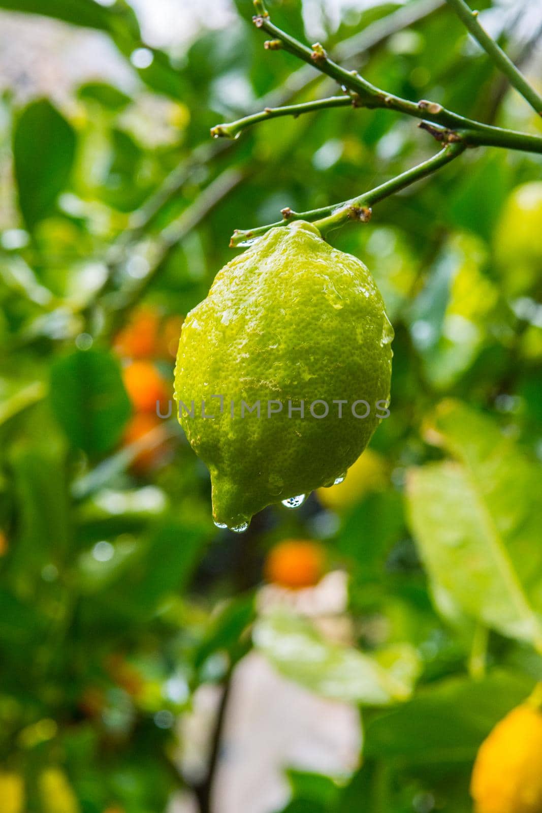 Frehs lemons on a lemontree (majorca) by bildgigant