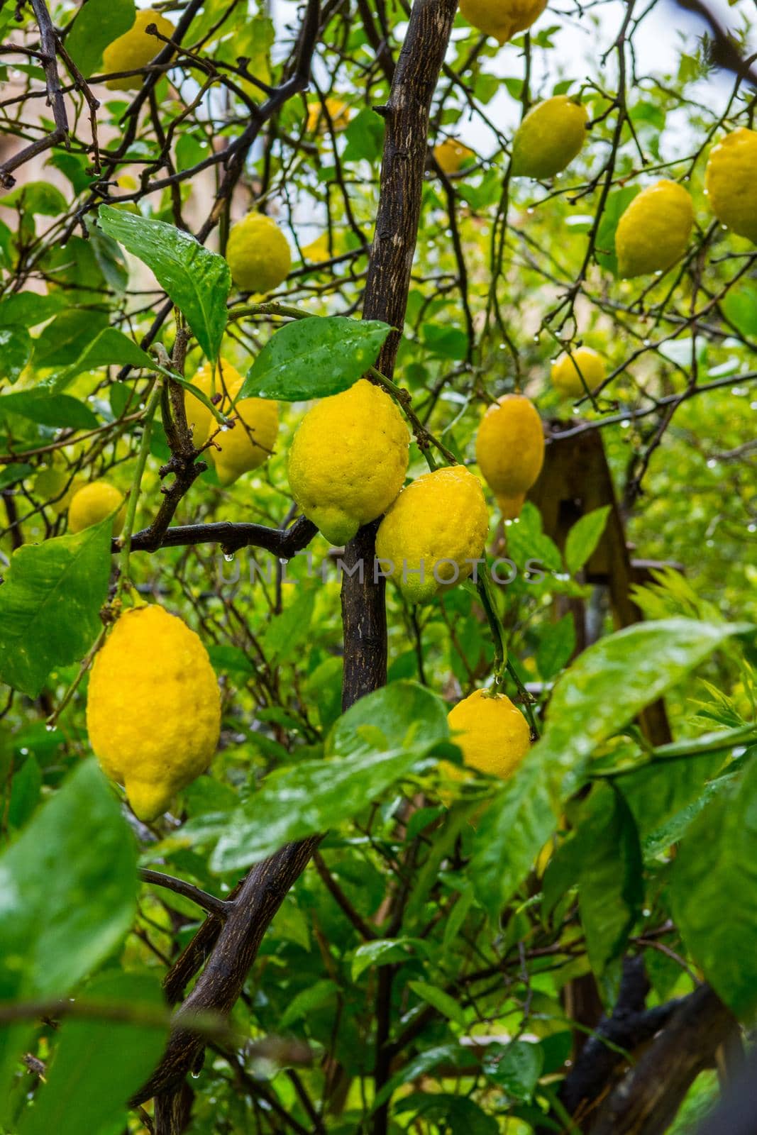 Frehs lemons on a lemontree (majorca)