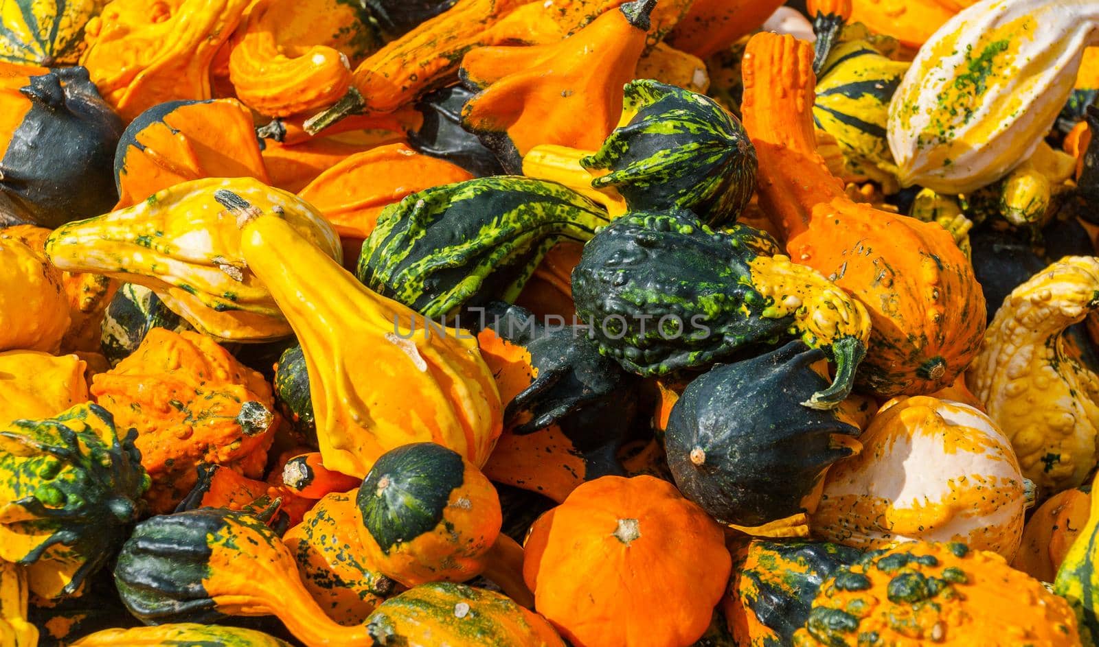 ornamental gourds background by bildgigant