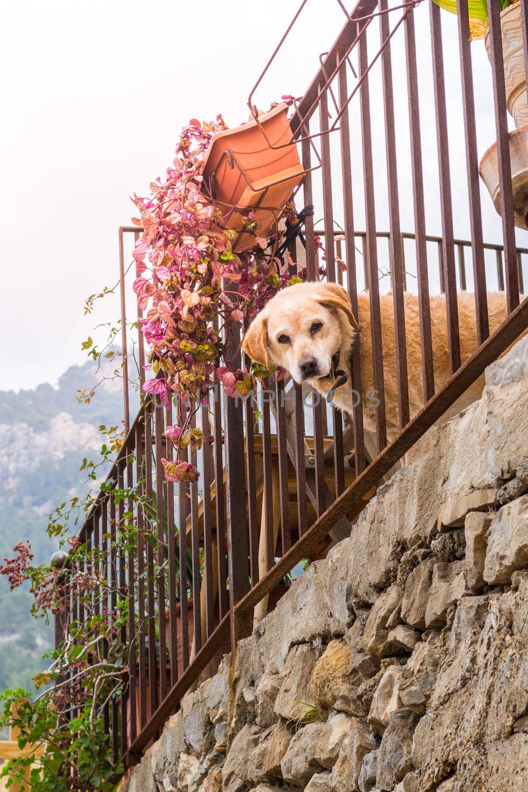Dog looking trough fence in Banyalbufar (Majorca) by bildgigant