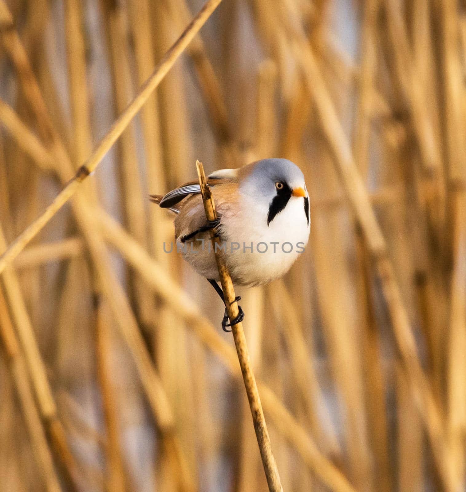 Beautiful and Breathtaking wildlife in the World by TravelSync27